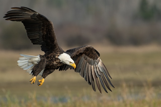 Bald Eagle Image