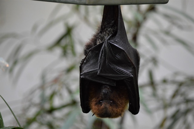 Bat Image