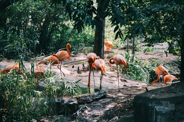 Flamingoes Image
