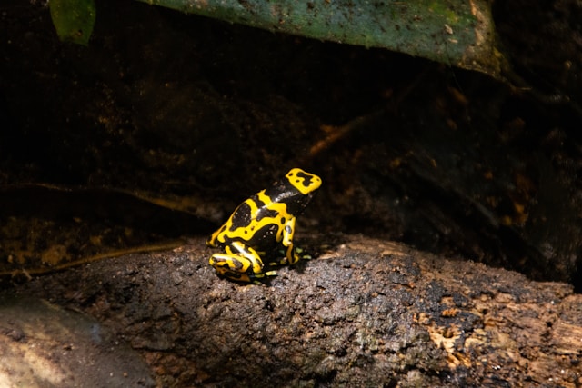 Frog Image