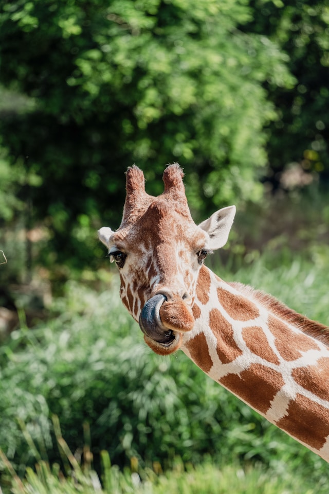 Giraffe Image