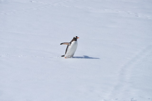 Penguin Image