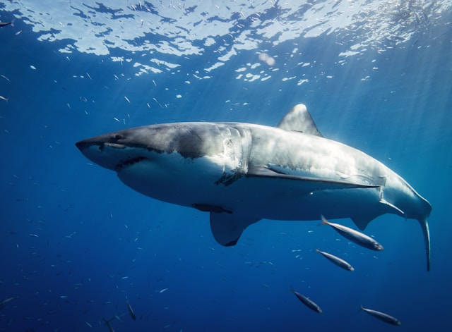 Shark Image