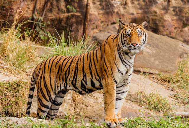 Tiger Image