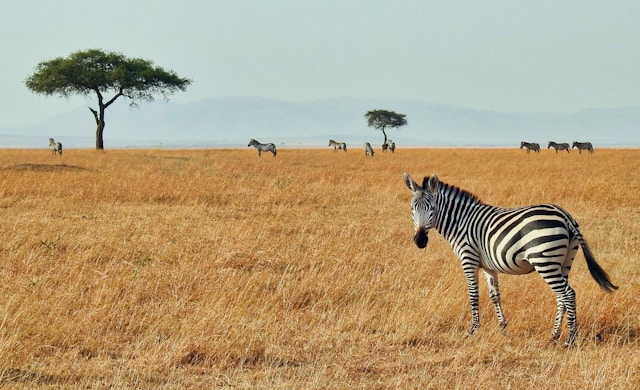 Zebra Image